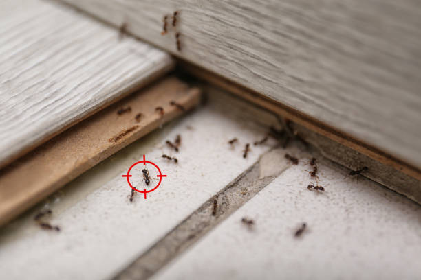 Best Spider Control Near Me  in Weidman, MI